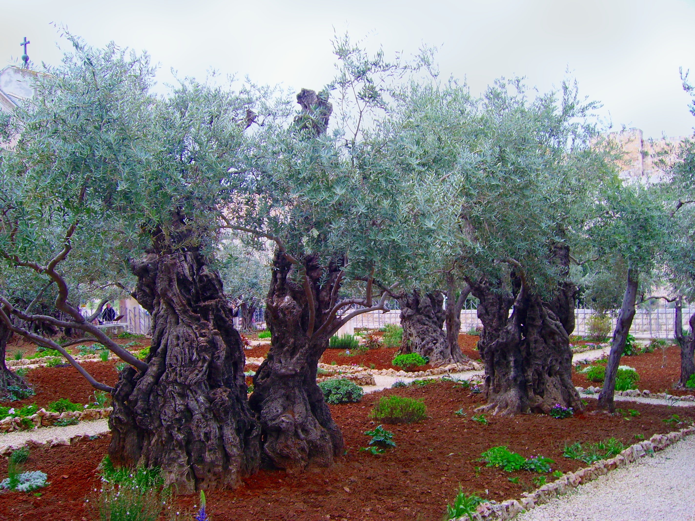 Ancient Olive Trees