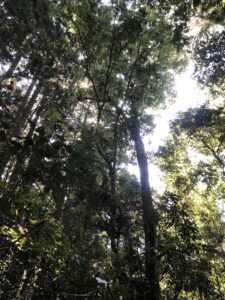 Faraway tree