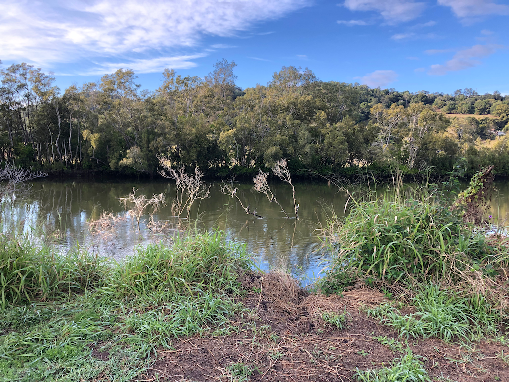 eagle by wetlands with water