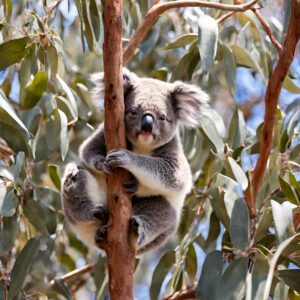 koala in a gumtree