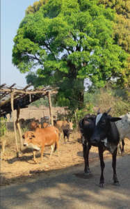 cows