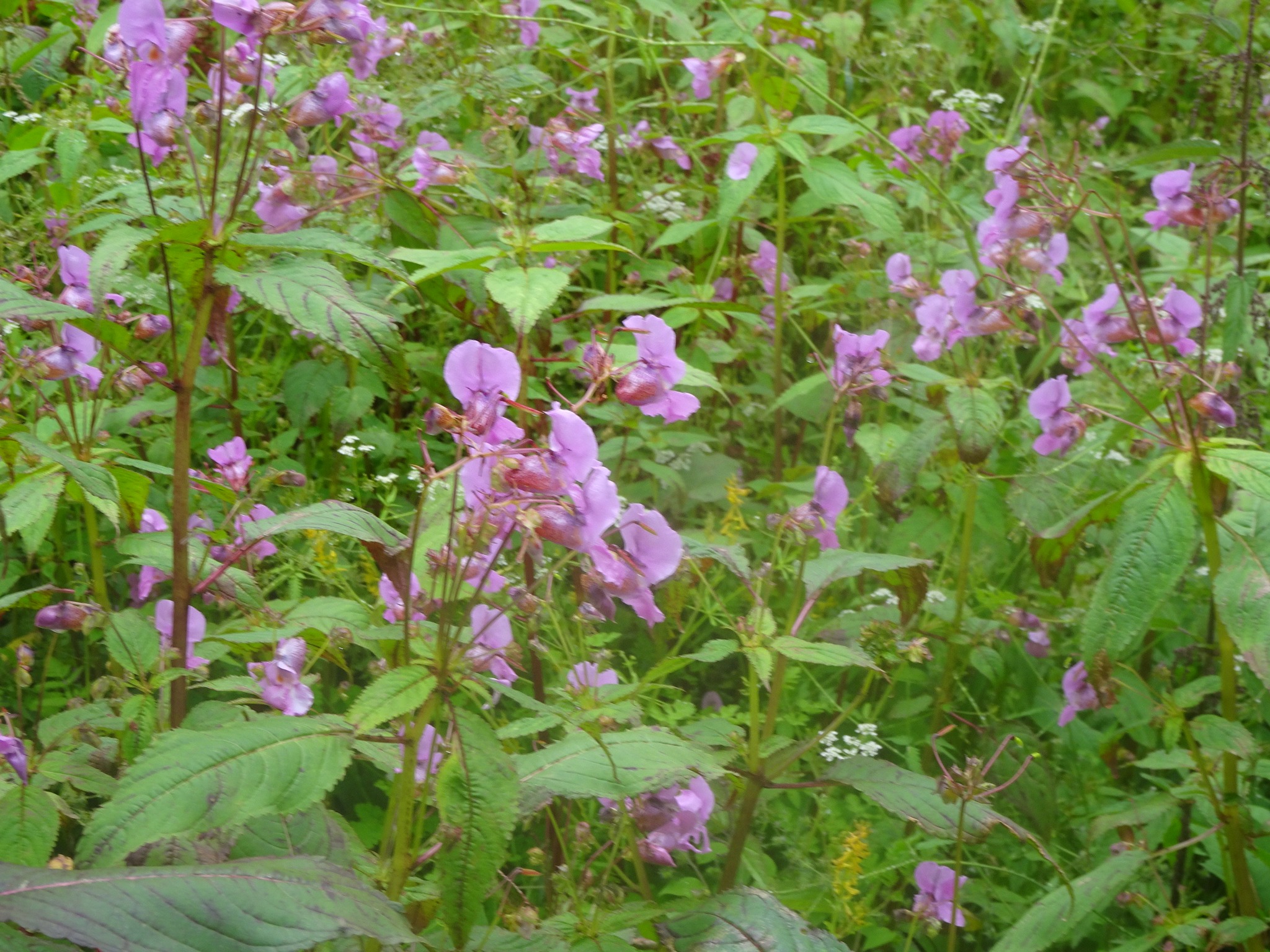 TheCaminoInglesSusanJagannathMap1