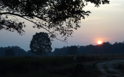 Planning Your Perfect Kanha Safari: Routes, Seasons, and Insider Tips