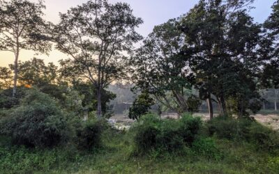 The Wild Heart of India: Kanha National Park