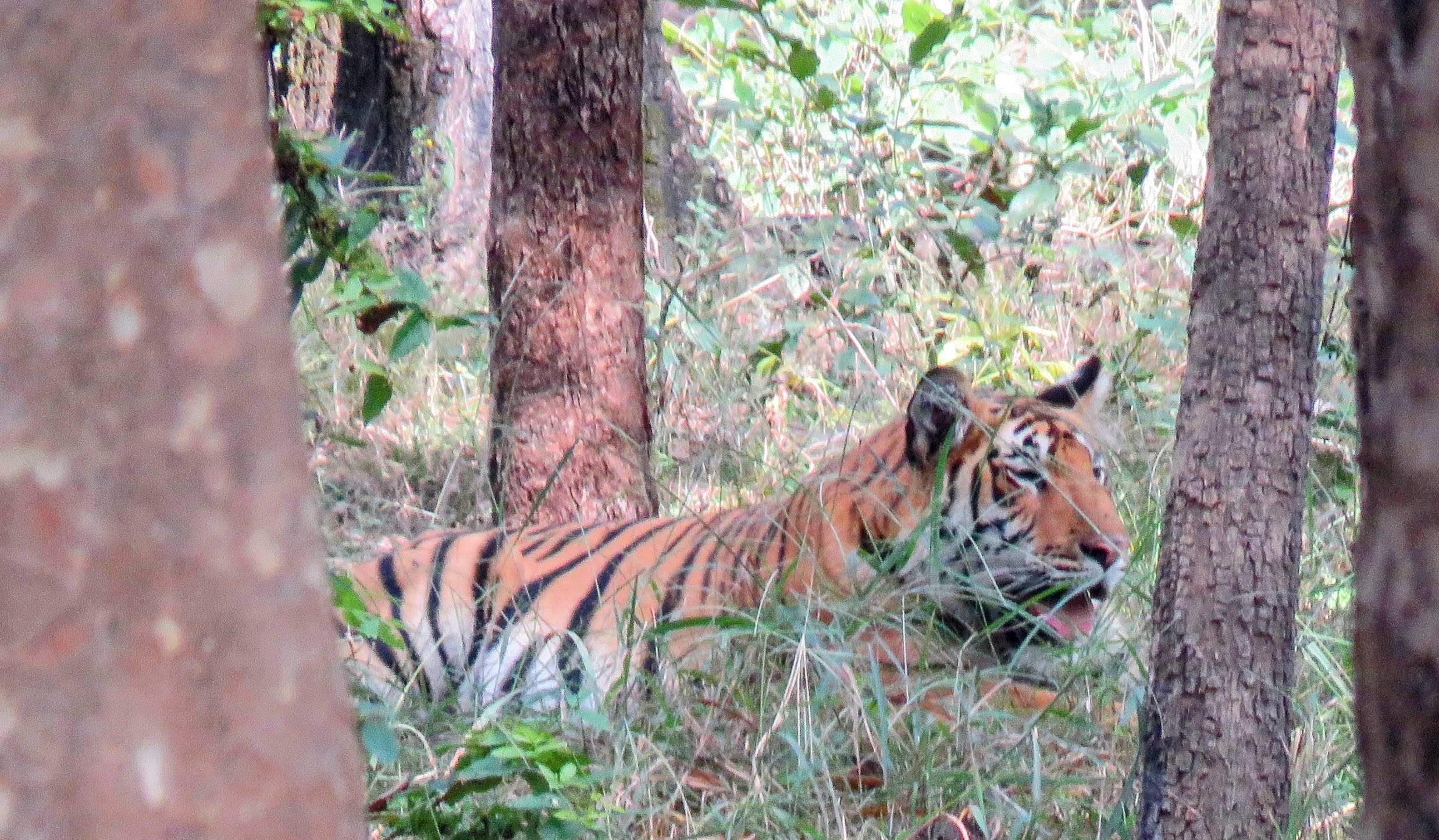susanjagannath-kanha-99