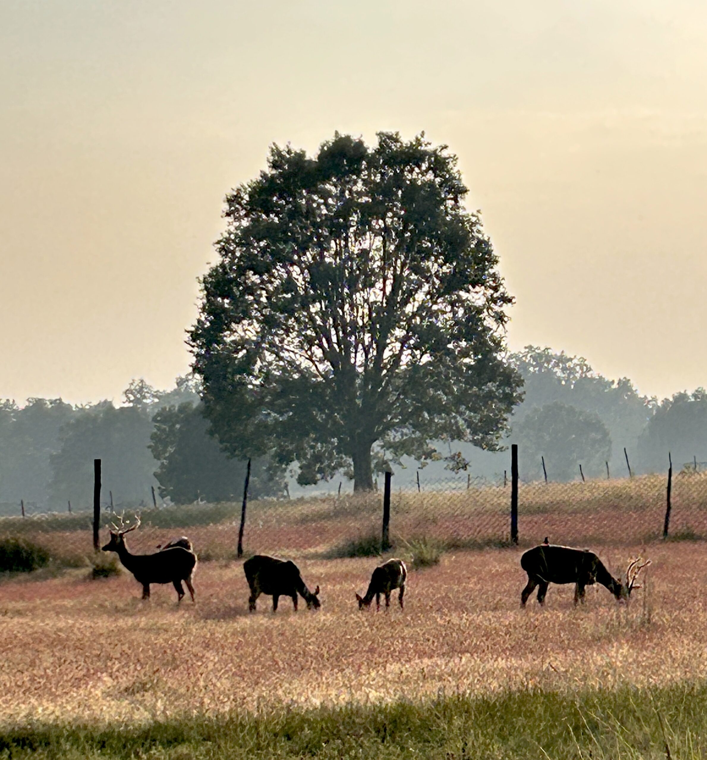 susanjagannath-kanha00008
