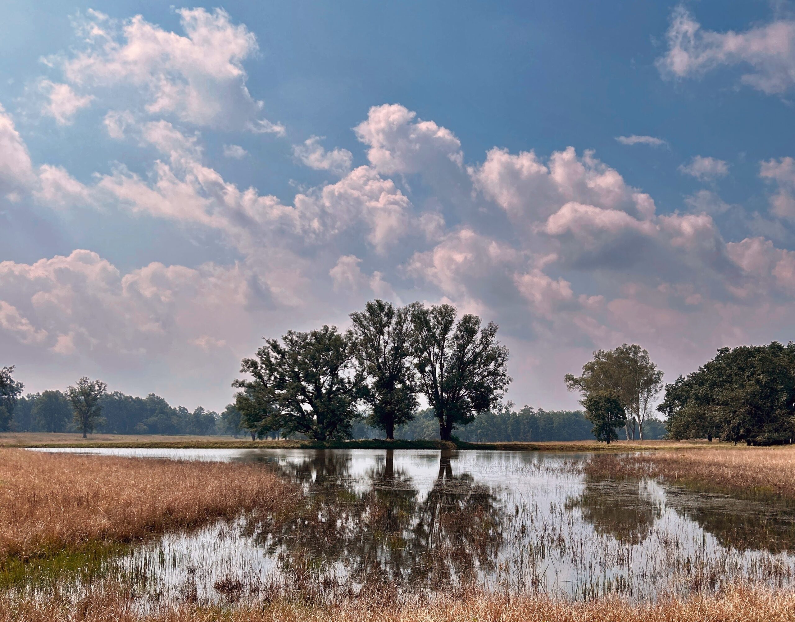 susanjagannath-kanha00010